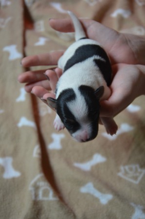 CLEOPATRA - ...und immer wieder DIESE NASE !!!